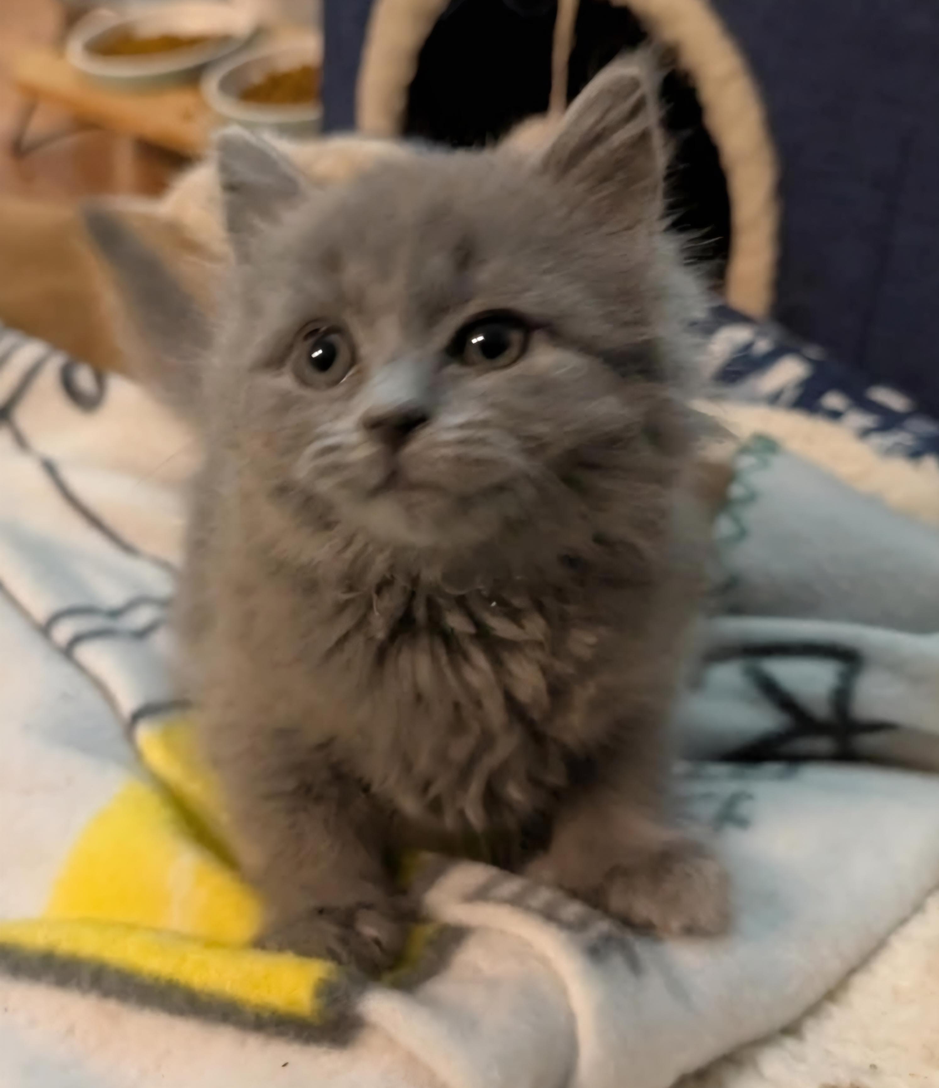 Graycie, adopted, Kitten Female Domestic Long Hair.