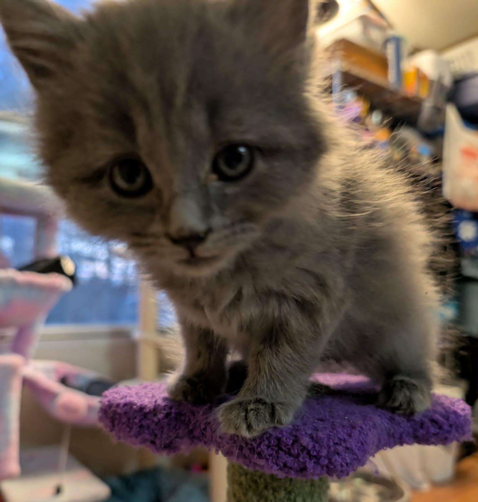 Enlarge Graycie, an adopted Domestic Long Hair in Granite Falls, NC image 5/6