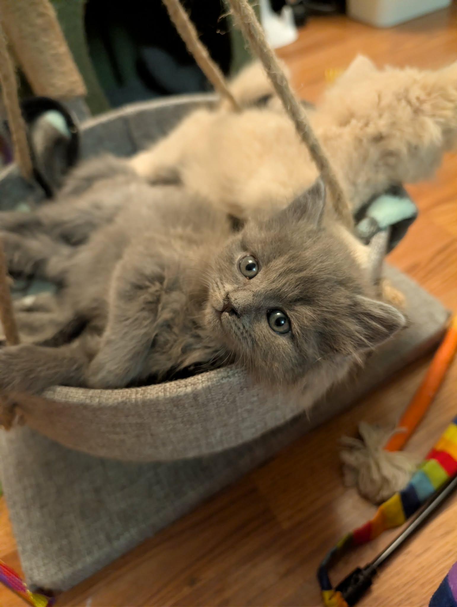 Enlarge Graycie, an adopted Domestic Long Hair in Granite Falls, NC image 3/6