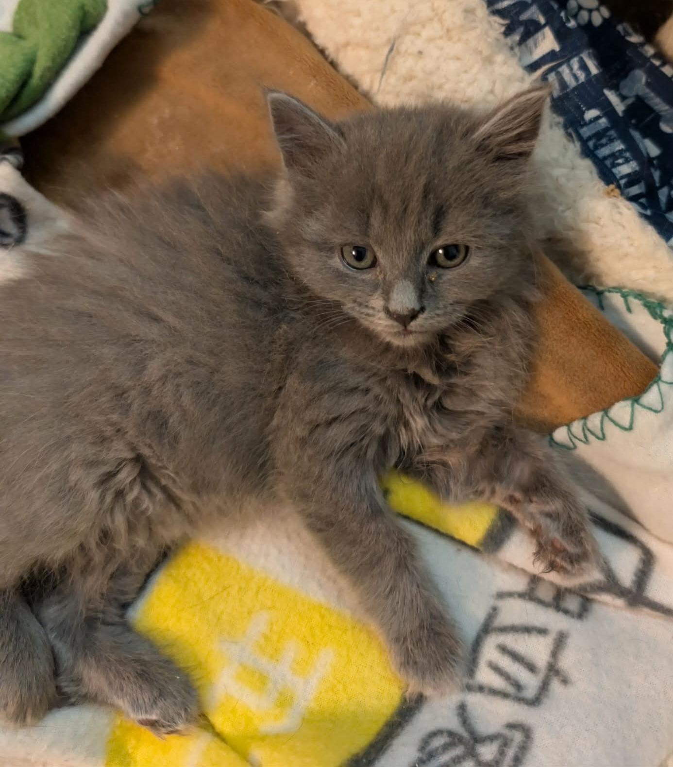 Enlarge Graycie, an adopted Domestic Long Hair in Granite Falls, NC image 6/6