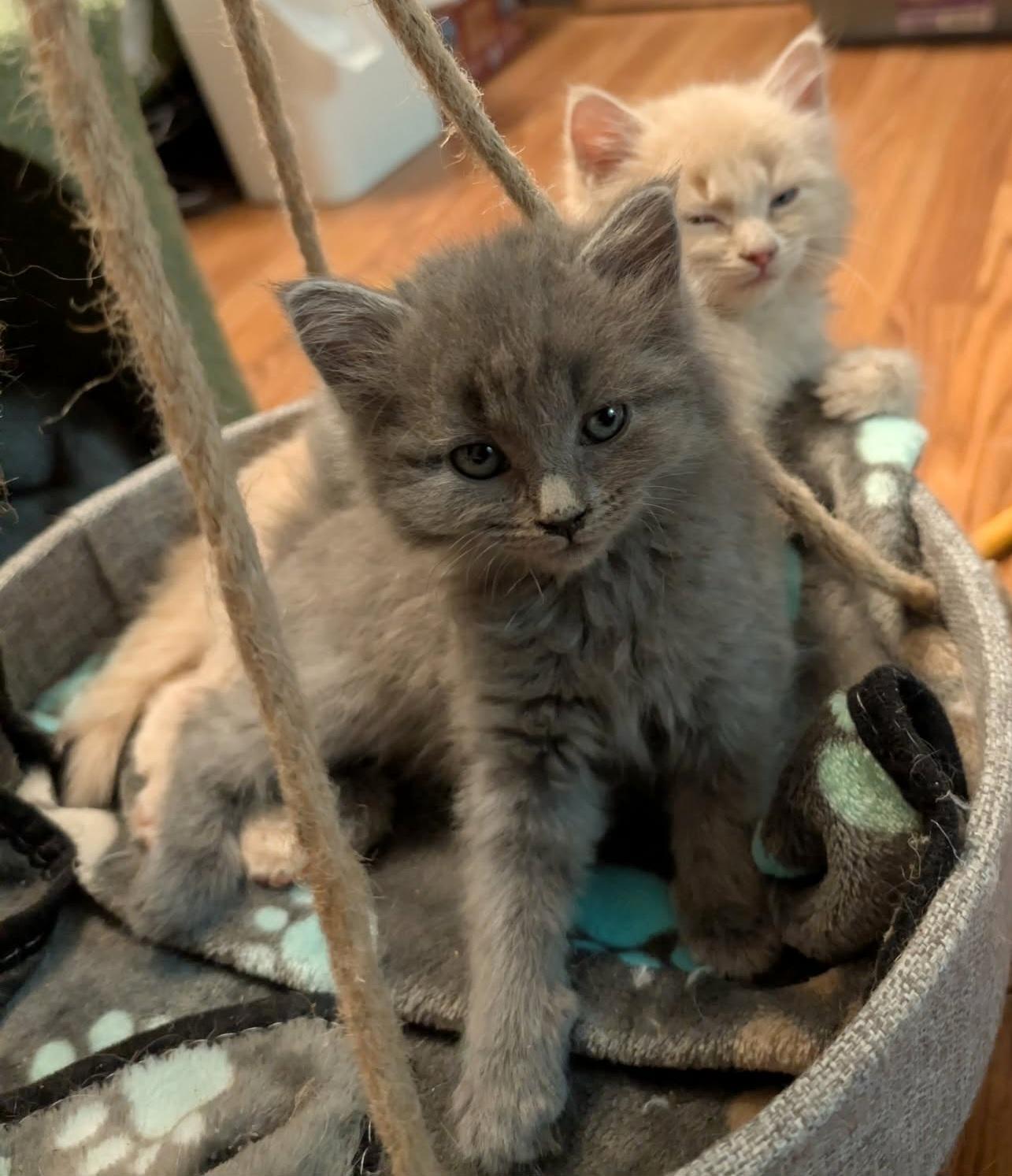 Enlarge Graycie, an adopted Domestic Long Hair in Granite Falls, NC image 2/6