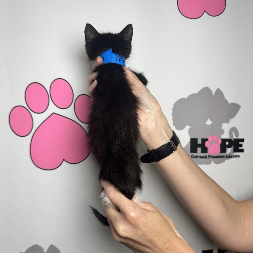 Enlarge Peeler, a Adoptable mixed breed in Milton, FL image 1/6
