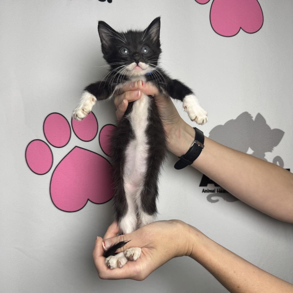 Enlarge Peeler, a Adoptable mixed breed in Milton, FL image 2/6