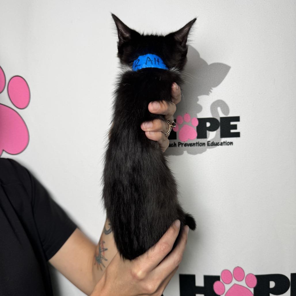 Enlarge Peeler, a Adoptable mixed breed in Milton, FL image 3/6