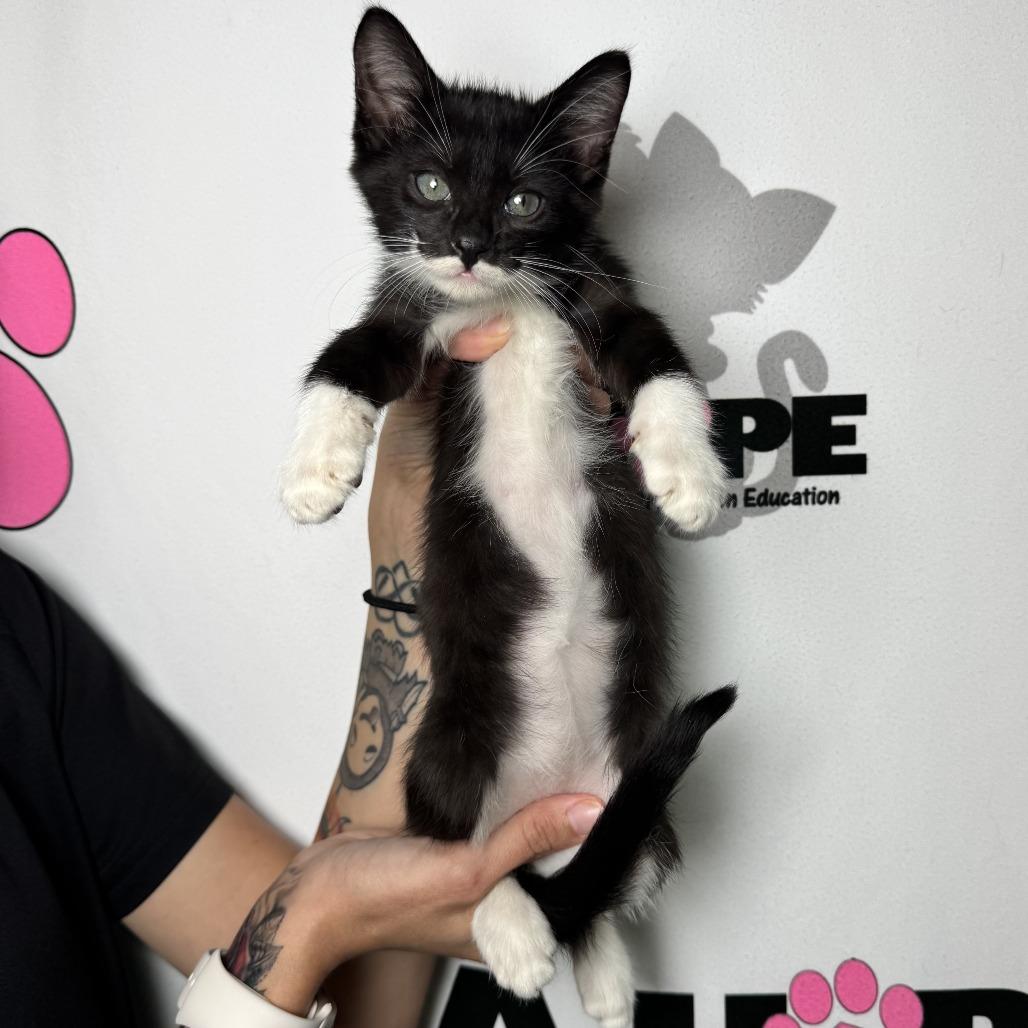 Enlarge Peeler, a Adoptable mixed breed in Milton, FL image 6/6