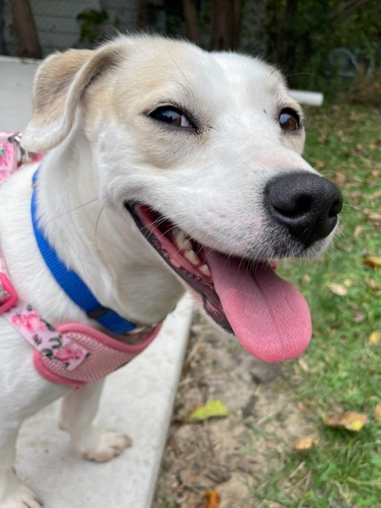 Noodle, Adoptable, Young Female Dachshund & Beagle.