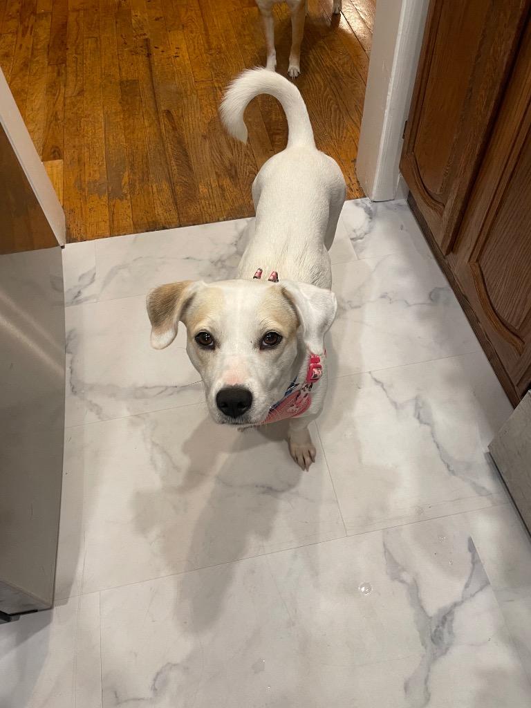 Noodle, a Adoptable mixed breed in Johnston, IA image 2/4