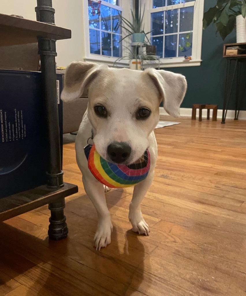 Noodle, a Adoptable mixed breed in Johnston, IA image 3/4