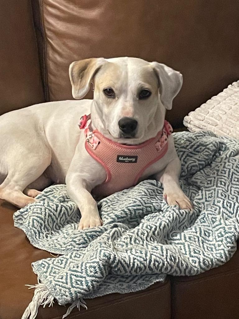 Noodle, a Adoptable mixed breed in Johnston, IA image 4/4