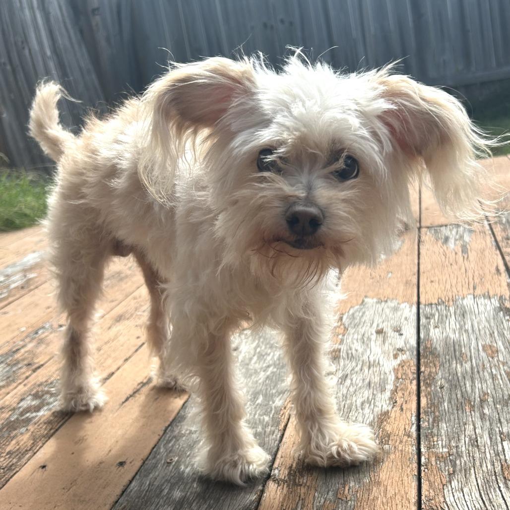 Enlarge Georgie (bonded w Rosie), a Adoptable mixed breed in Wimberley, TX image 1/6