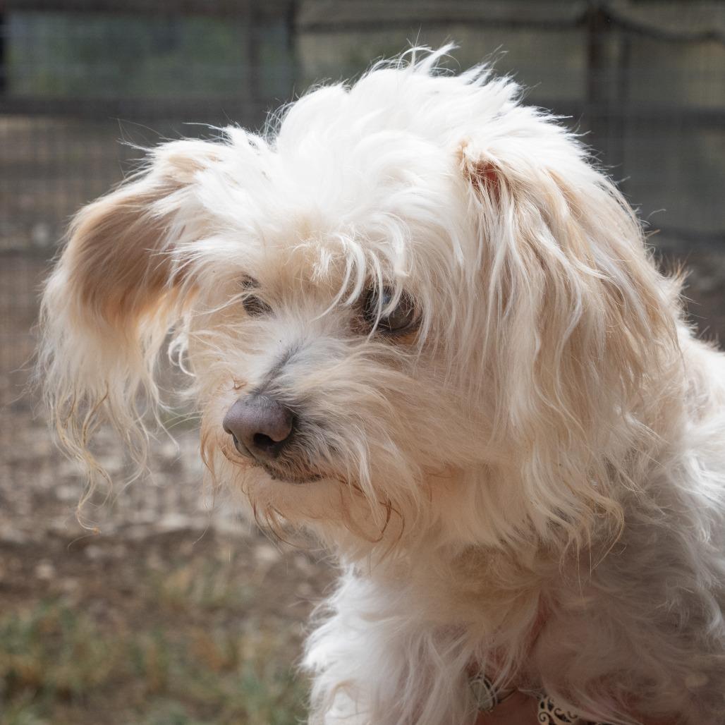 Georgie (bonded w Rosie), a Adoptable mixed breed in Wimberley, TX image 1/6