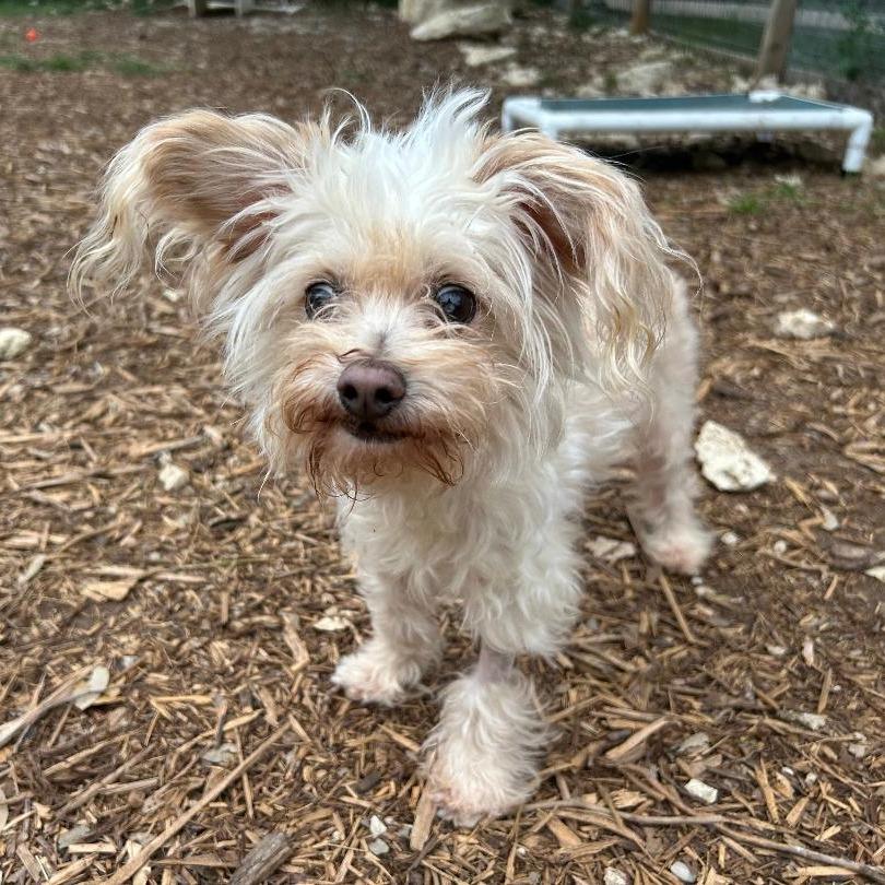 Georgie (bonded w Rosie), a Adoptable mixed breed in Wimberley, TX image 2/6