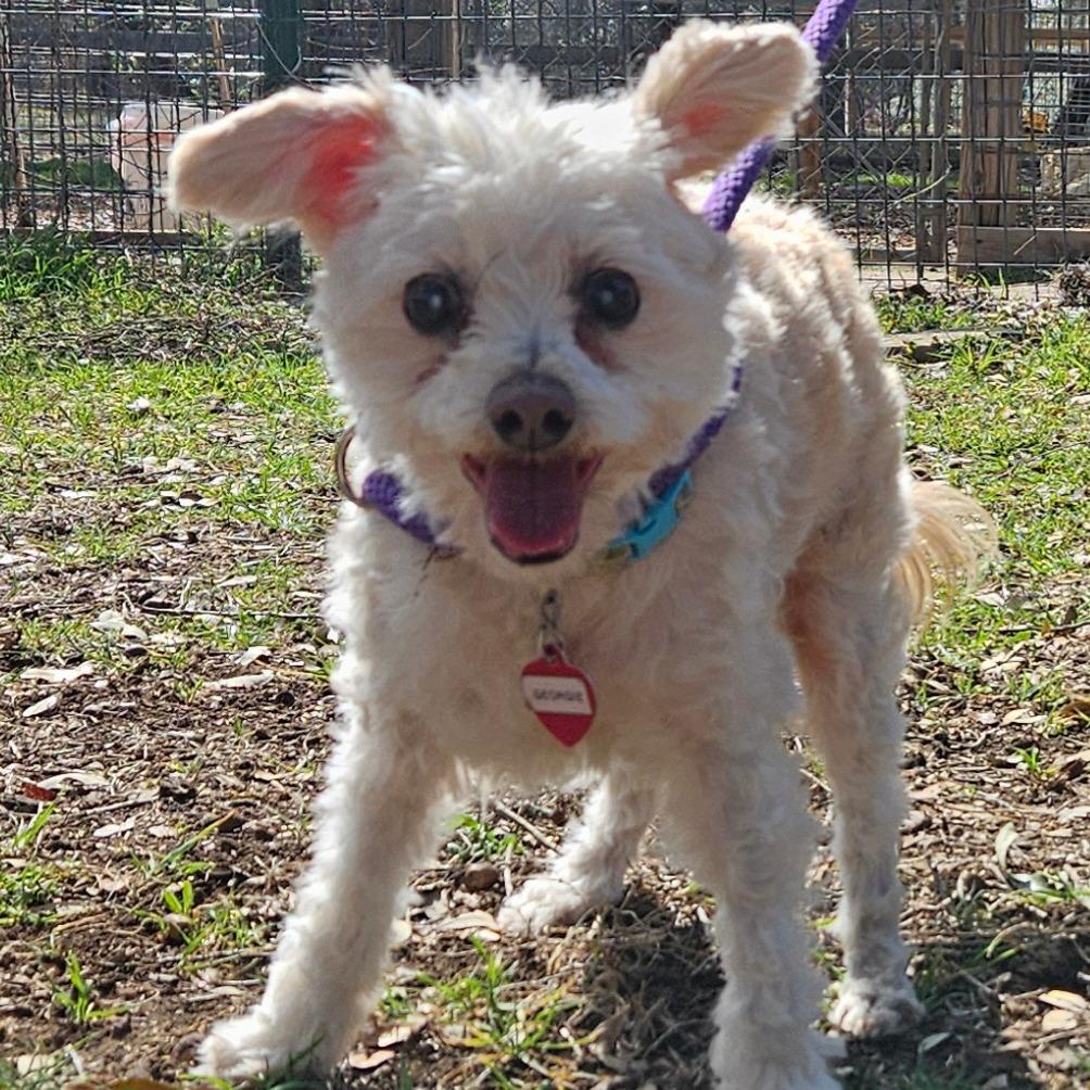 Georgie (bonded w Rosie), a Adoptable mixed breed in Wimberley, TX image 3/6