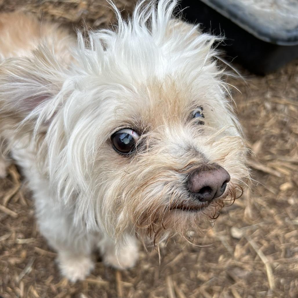 Georgie (bonded w Rosie), a Adoptable mixed breed in Wimberley, TX image 4/6