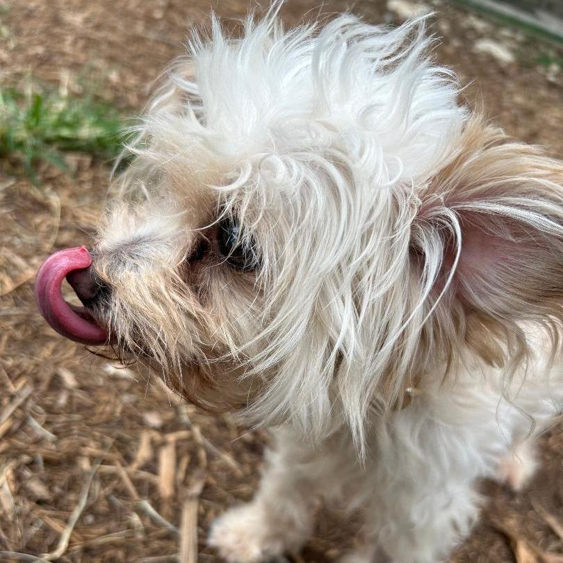 Georgie (bonded w Rosie), a Adoptable mixed breed in Wimberley, TX image 6/6