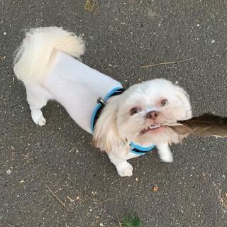 Enlarge JORGIE, a ADOPTABLE Shih Tzu in Santa Monica, CA image 2/3