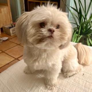 Enlarge JORGIE, a ADOPTABLE Shih Tzu in Santa Monica, CA image 3/3