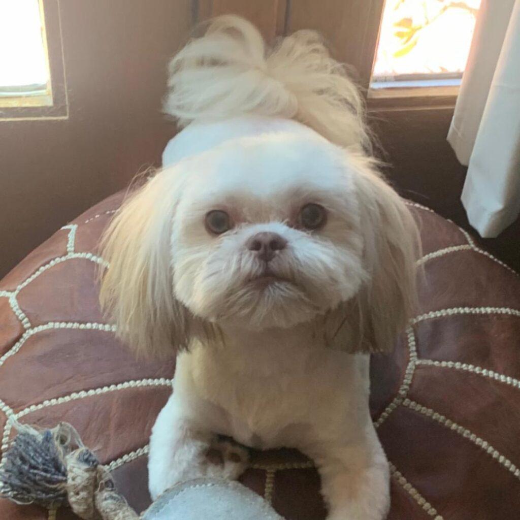 JORGIE, ADOPTABLE, Young Male Shih Tzu.