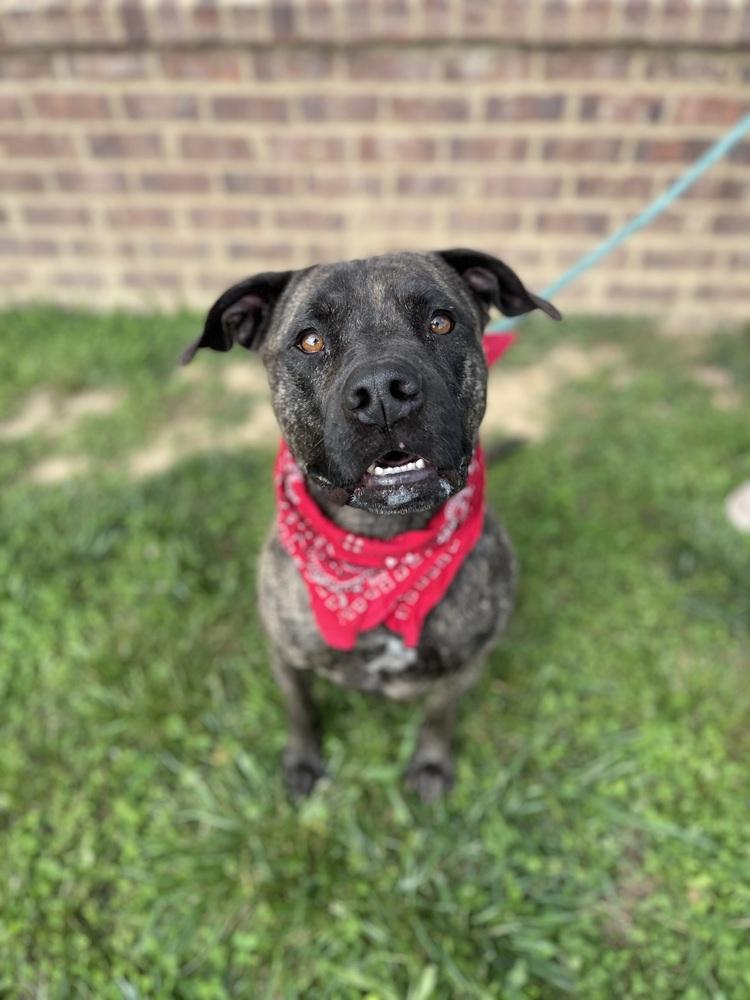 Hercules, Adoptable, Adult Male Presa Canario & Mastiff.