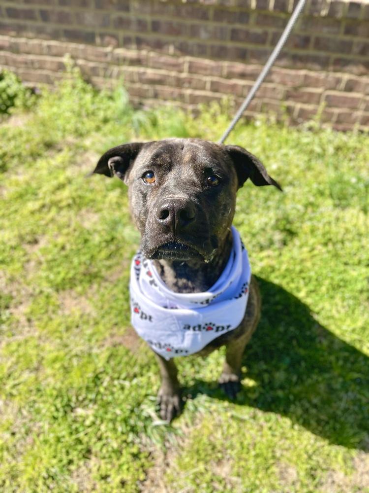 Hercules, a Adoptable mixed breed image 2/3