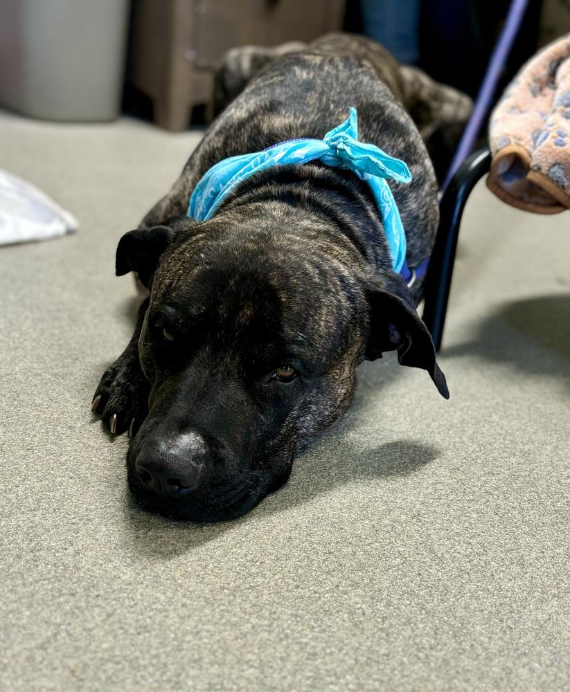 Hercules, a Adoptable mixed breed image 3/3