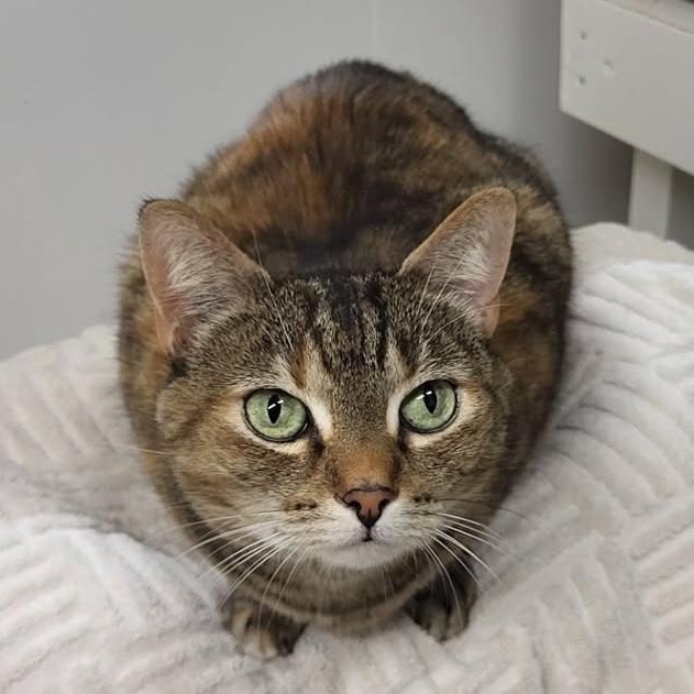 Oona, an adoptable Tabby in Maple Ridge, BC, V2W 1A4 | Photo Image 5
