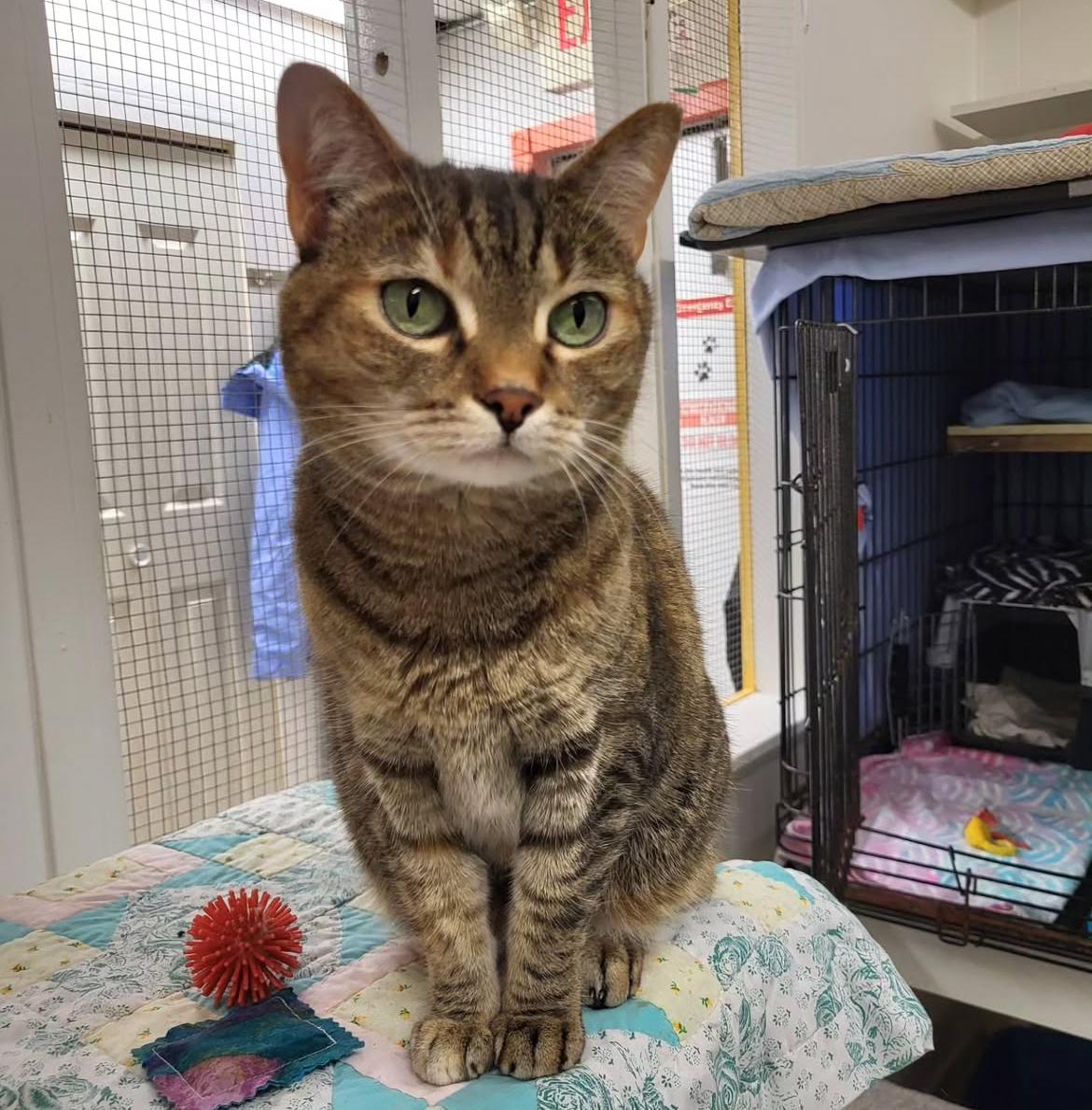 Oona, an adoptable Tabby in Maple Ridge, BC, V2W 1A4 | Photo Image 3