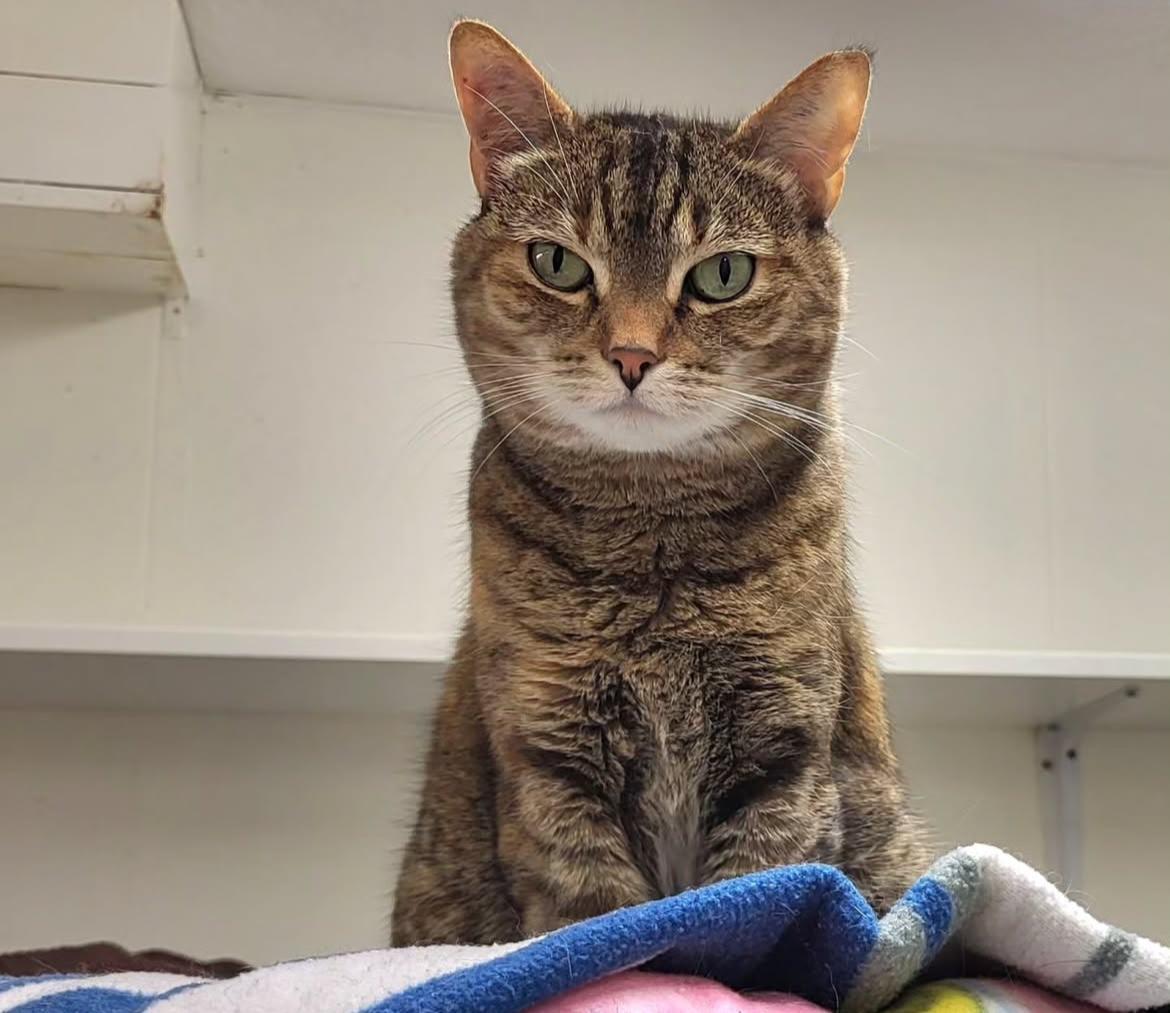 Oona, an adoptable Tabby in Maple Ridge, BC, V2W 1A4 | Photo Image 6