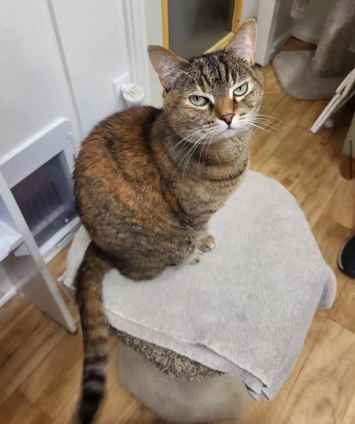 Oona, an adoptable Tabby in Maple Ridge, BC, V2W 1A4 | Photo Image 4