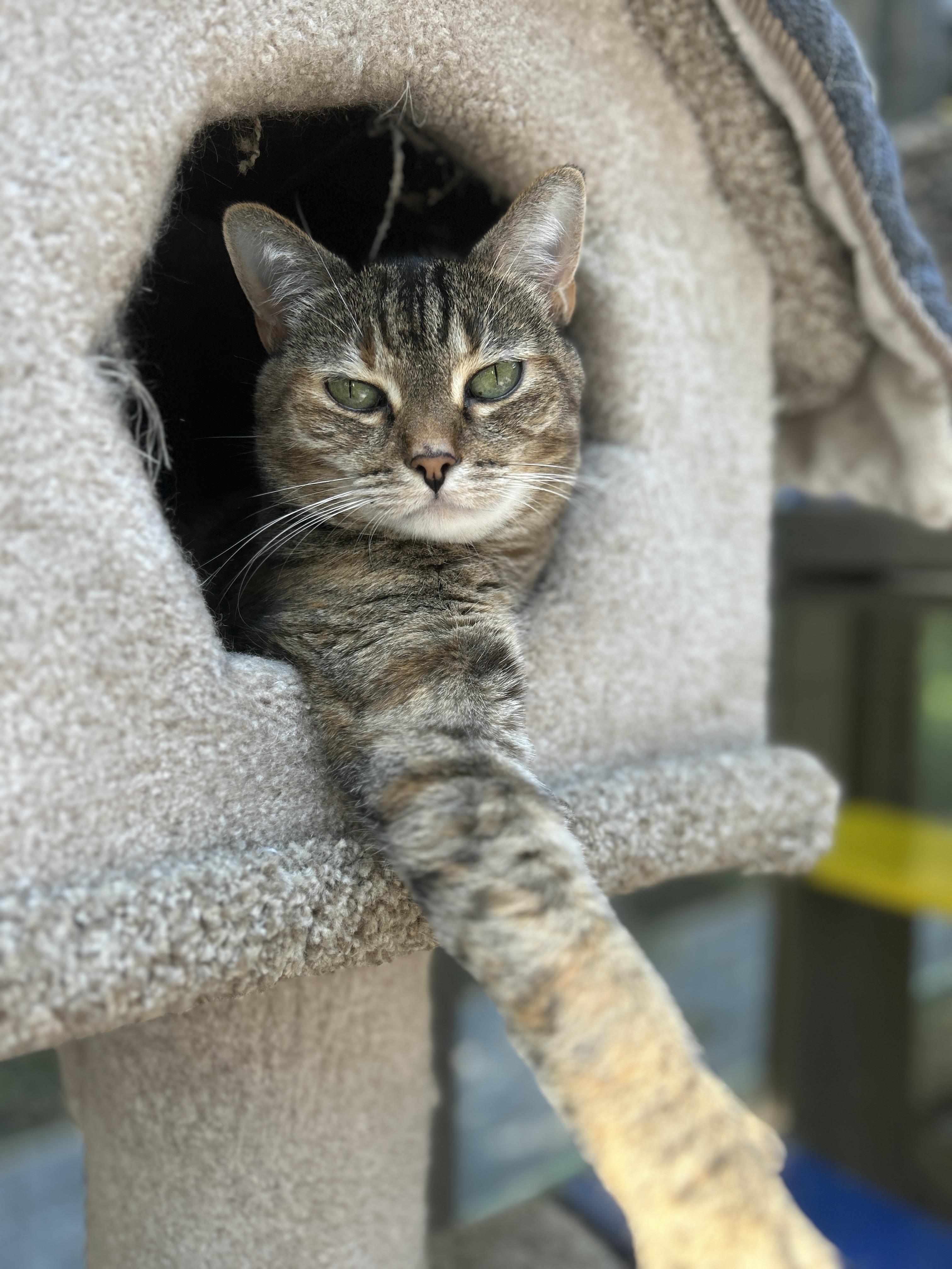 Oona, an adoptable Tabby in Maple Ridge, BC, V2W 1A4 | Photo Image 1