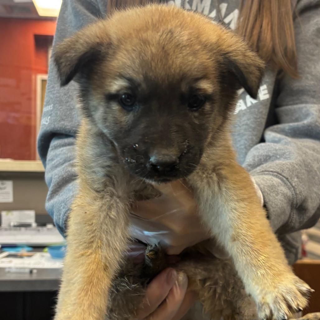 Moose, Adoptable, Puppy Female Shepherd.