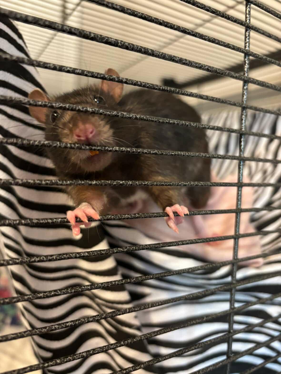 Enlarge Brick, Lou, Smudge & Coleslaw, a ADOPTABLE Rat in Norcross, GA image 3/5