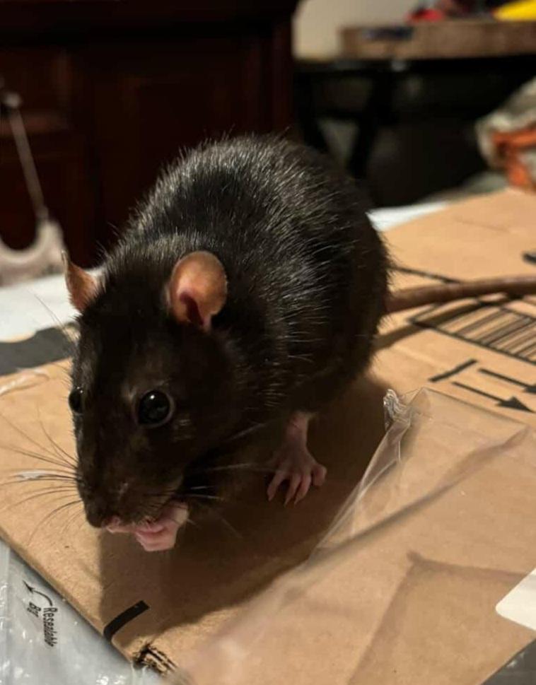 Enlarge Brick, Lou, Smudge & Coleslaw, a ADOPTABLE Rat in Norcross, GA image 5/5