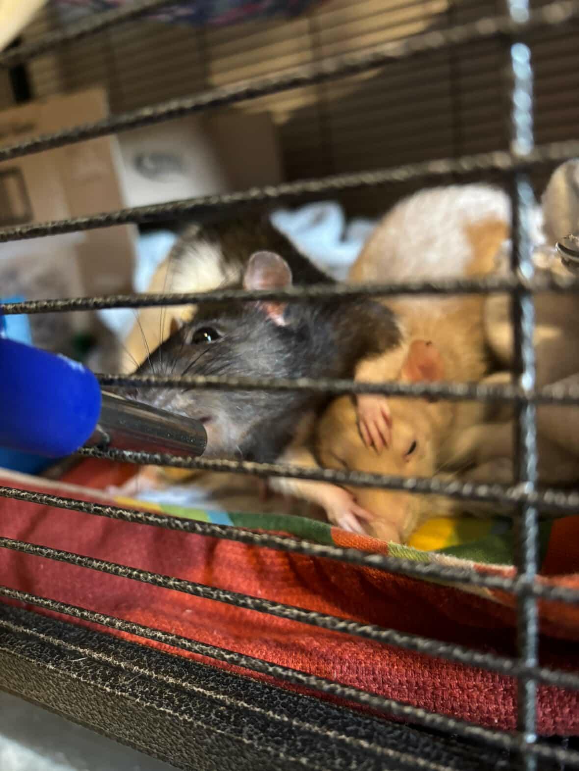 Enlarge Brick, Lou, Smudge & Coleslaw, a ADOPTABLE Rat in Norcross, GA image 1/5