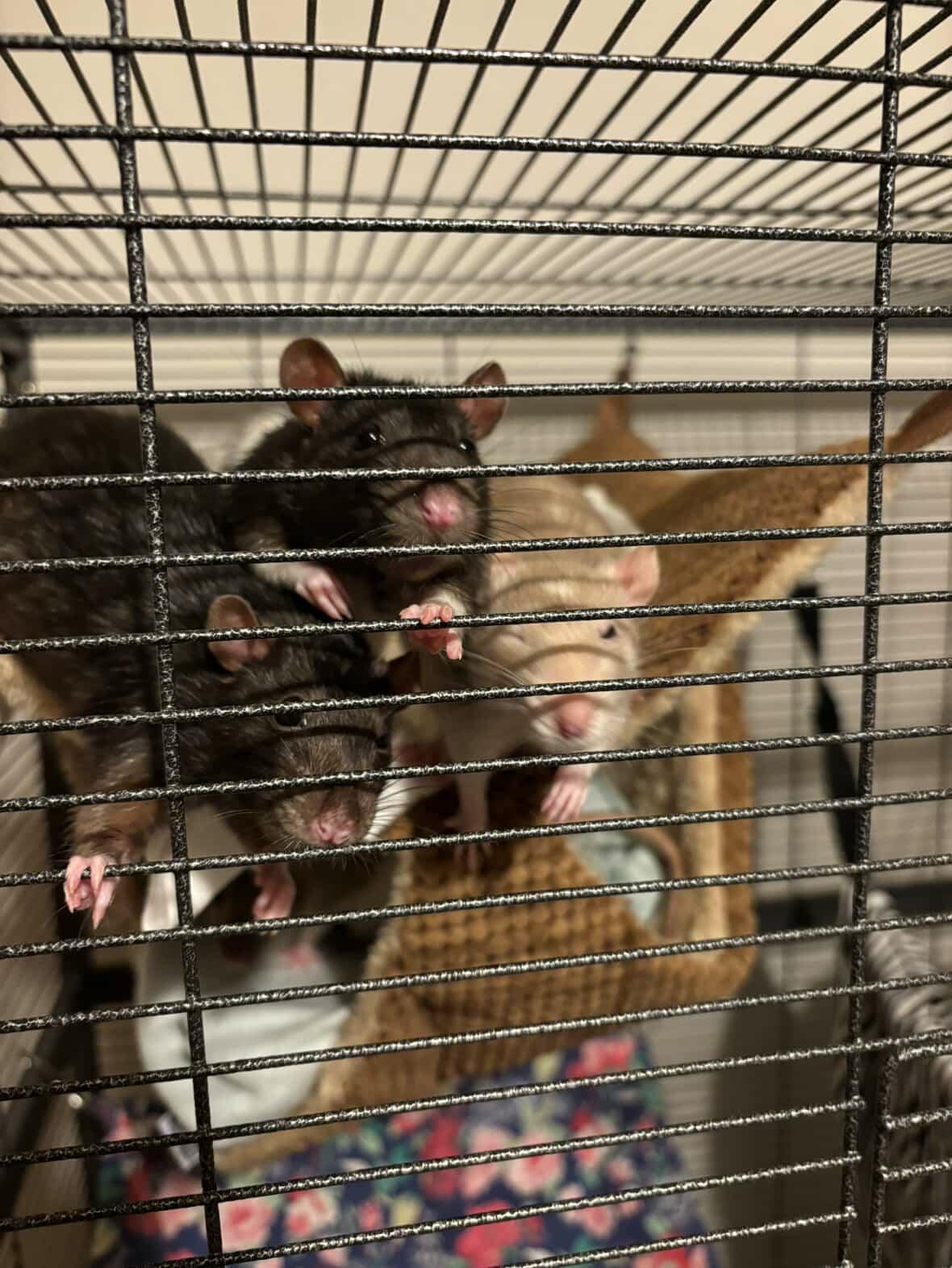 Enlarge Brick, Lou, Smudge & Coleslaw, a ADOPTABLE Rat in Norcross, GA image 2/5