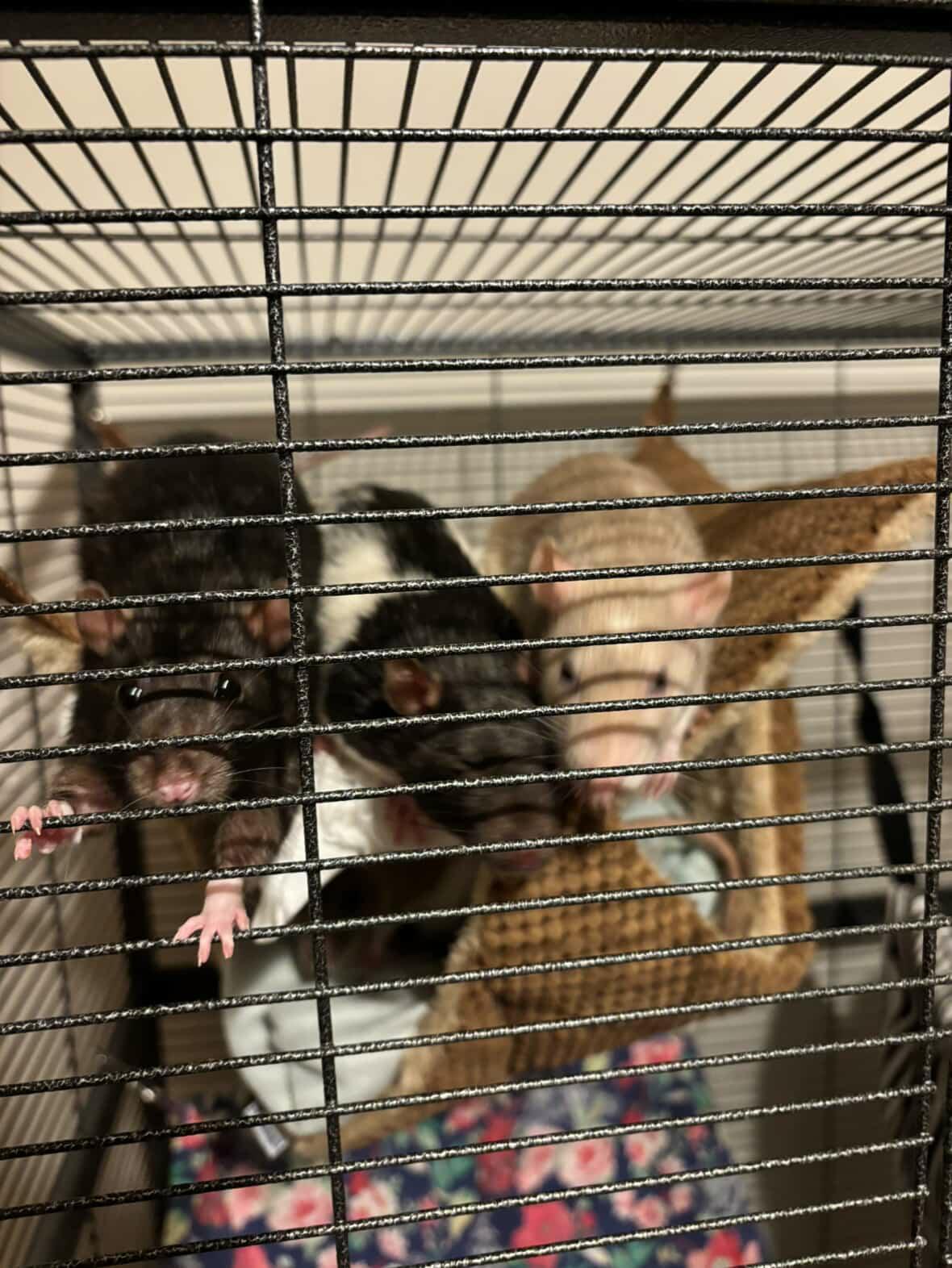 Enlarge Brick, Lou, Smudge & Coleslaw, a ADOPTABLE Rat in Norcross, GA image 4/5