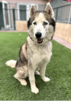 Enlarge Aldo, a Adoptable Siberian Husky in Long Beach, CA image 1/2