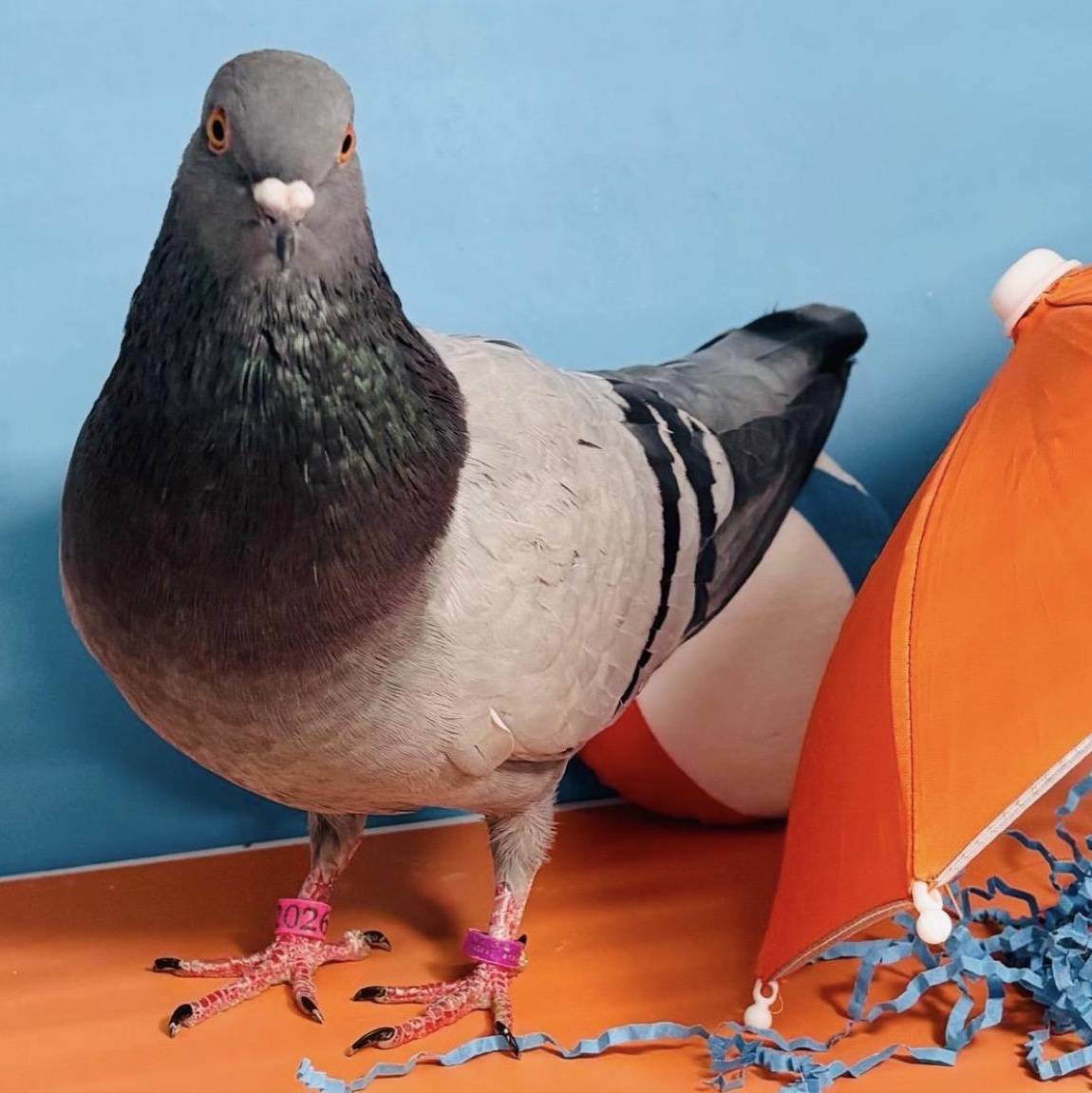 Shellington, an adopted Pigeon in Chicago, IL image 2/4