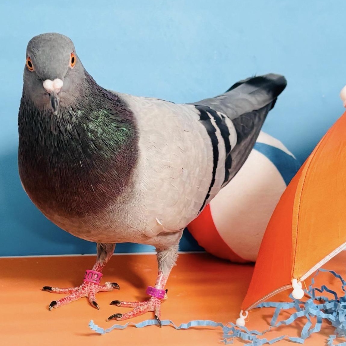 Shellington, adopted, Adult Female Pigeon.