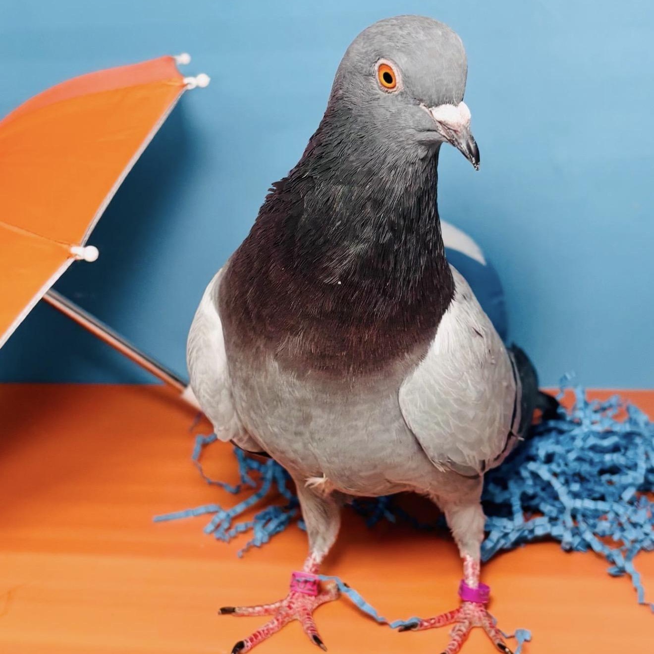 Shellington, an adopted Pigeon in Chicago, IL image 3/4