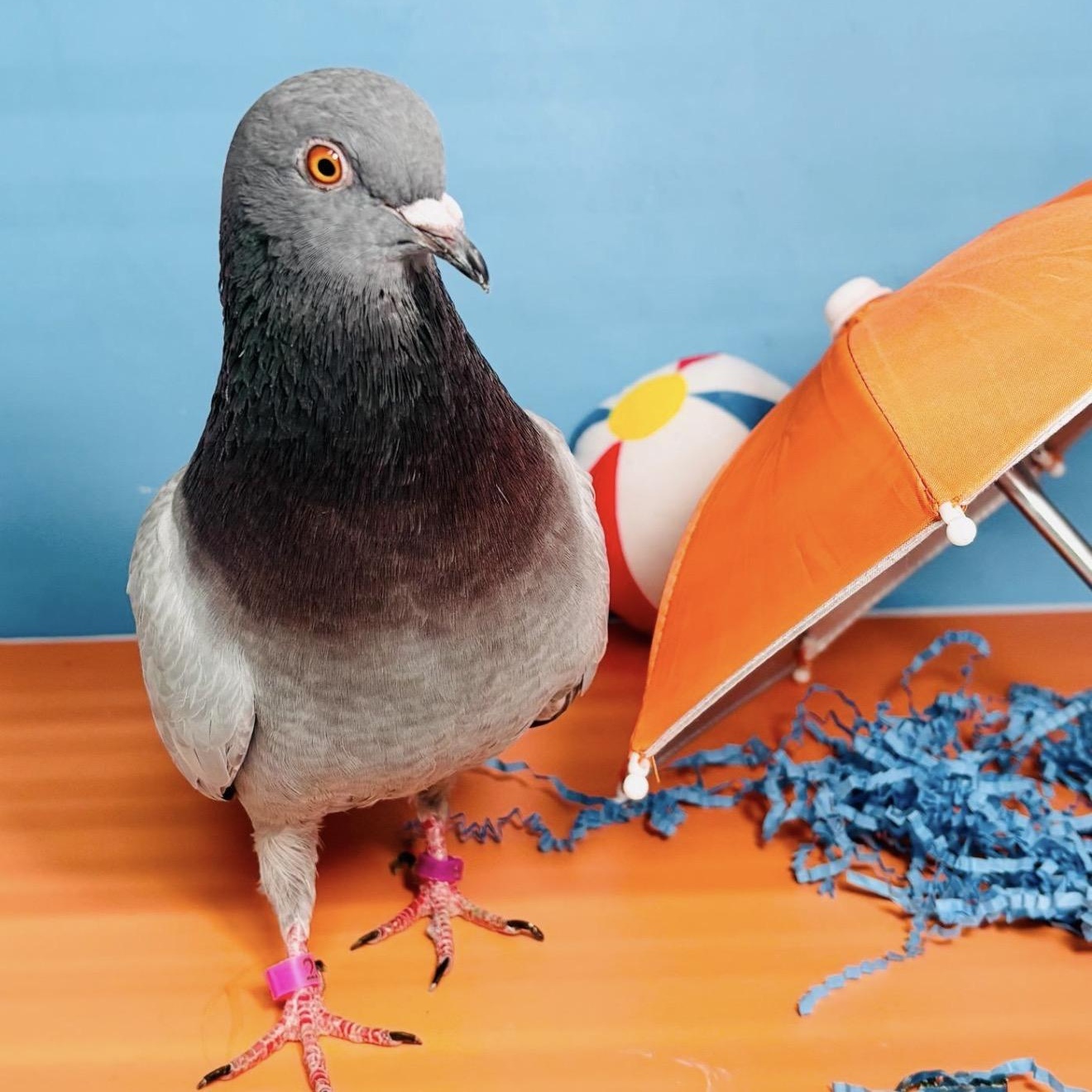 Shellington, an adopted Pigeon in Chicago, IL image 4/4