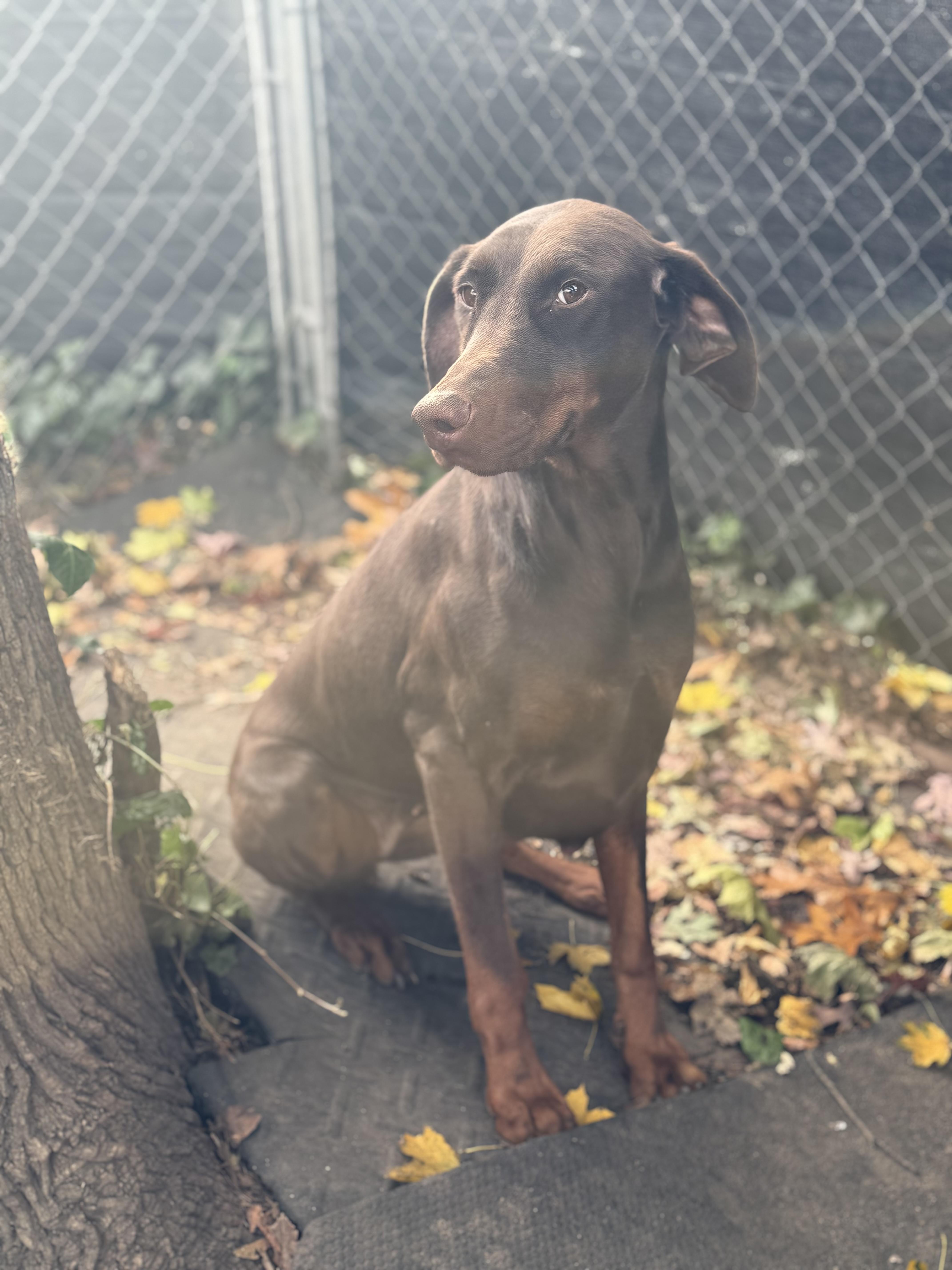 Enlarge Red, a Adoptable Doberman Pinscher in Phoenixville, PA image 1/1