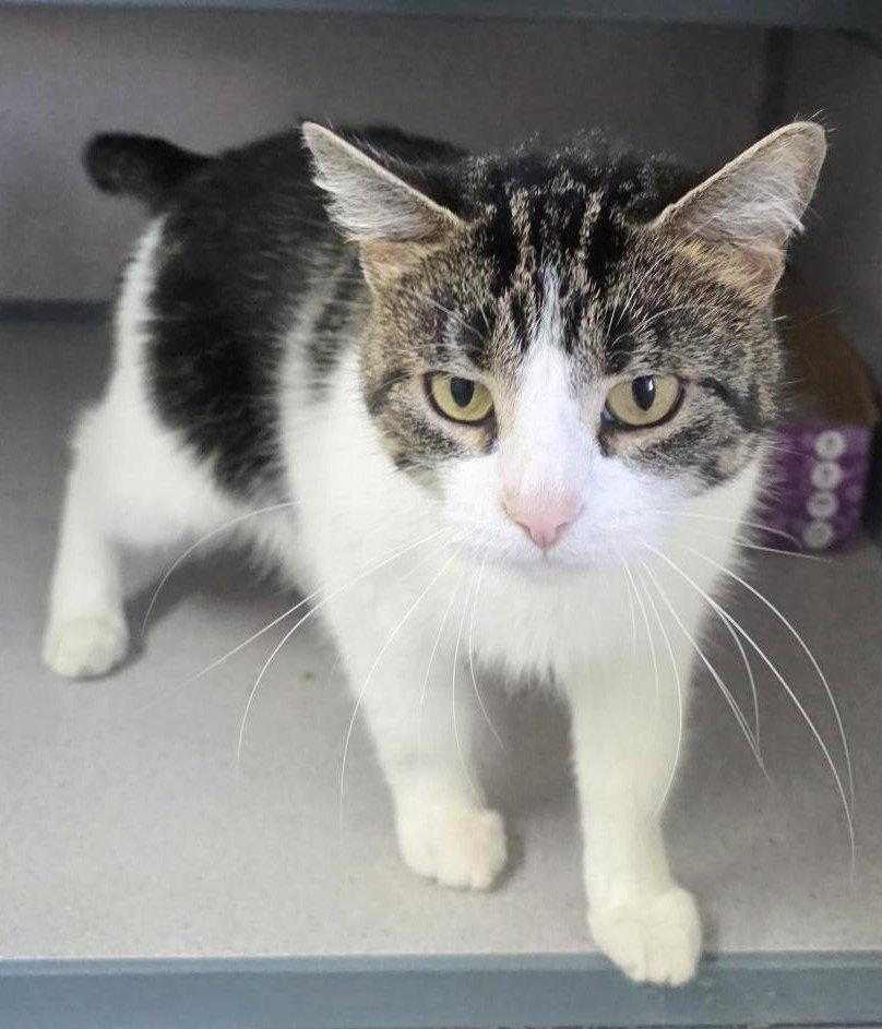 Tina, Adoptable, Adult Female Domestic Short Hair.