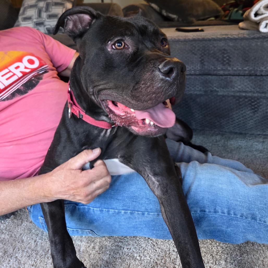 Buddha*my adoption fee has been sponsored by an amazing friend*, Adoptable, Young Male Mixed Breed.