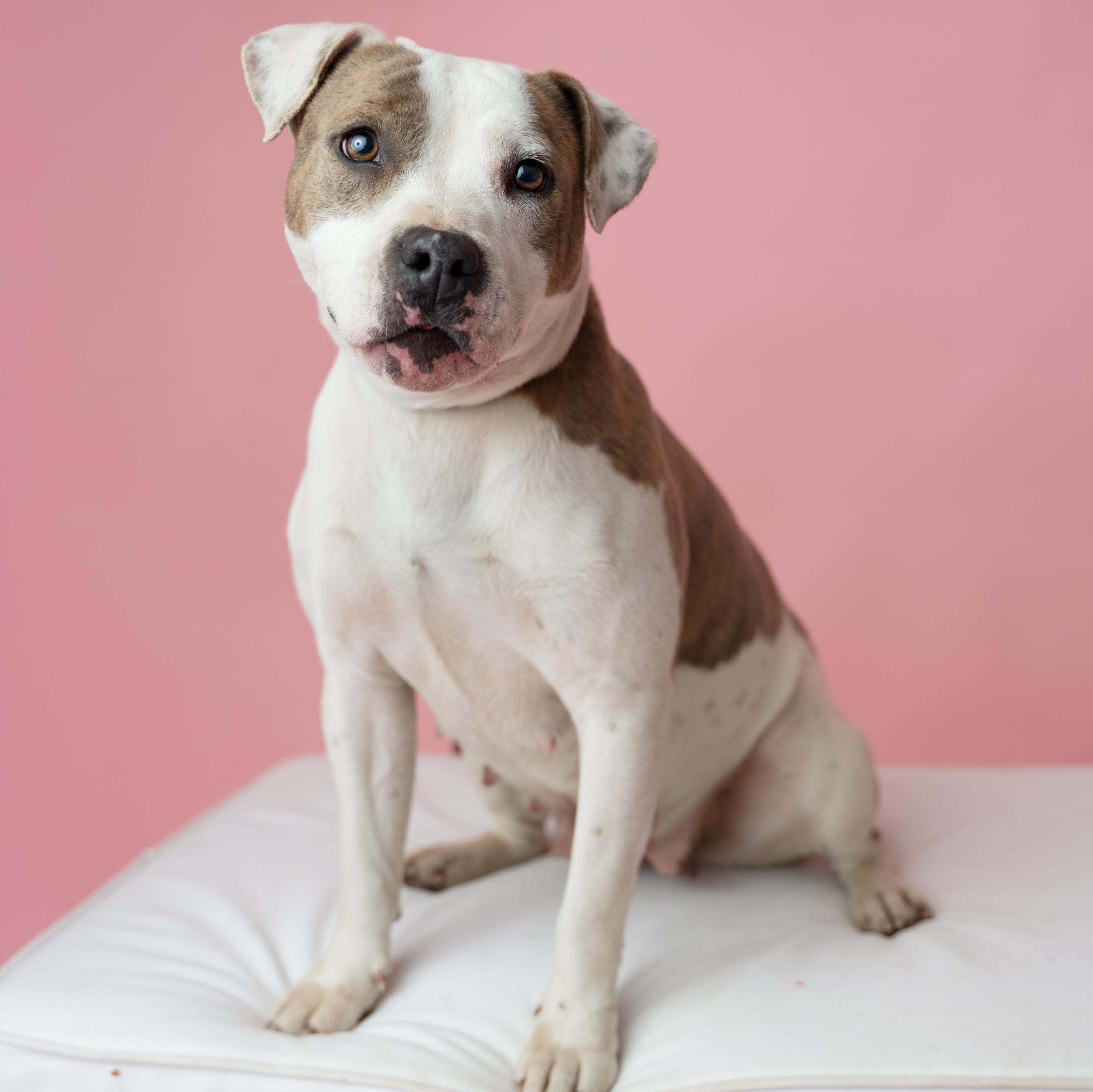 Angie  SHE IS PERFECT!  GOOD W DOGS/CATS/KIDS HAPPY DOG!, Adult Female unknown