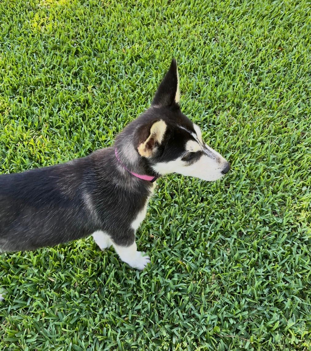 Enlarge Farrah, an adopted mixed breed in Charlotte, NC image 2/4