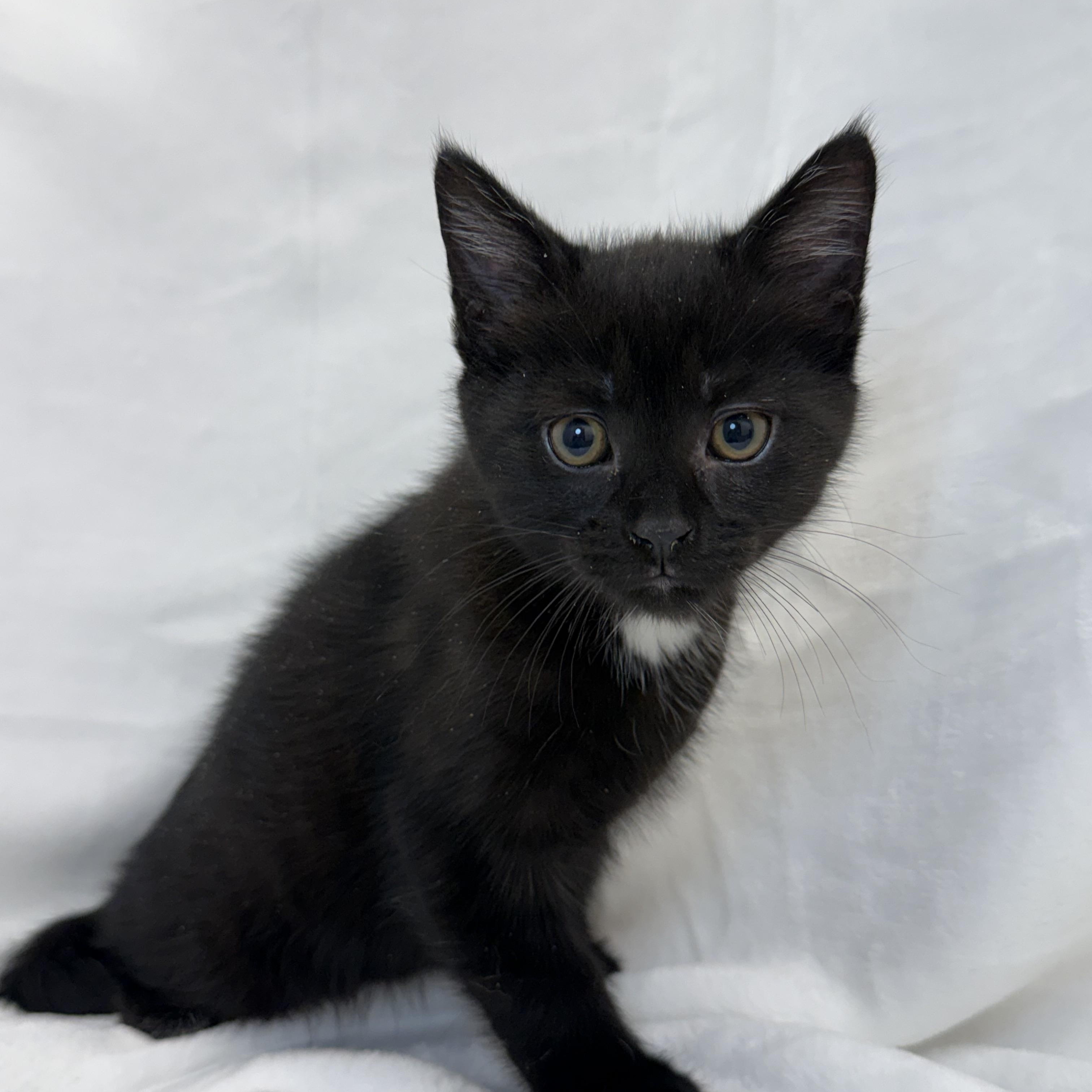 Beebop, ADOPTABLE, Kitten Male Domestic Short Hair.