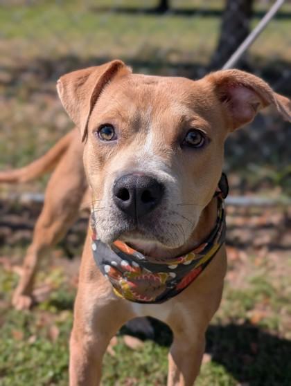Enlarge Peanut Butter, a Adoptable mixed breed in Gulfport, MS image 1/2