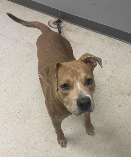 Peanut Butter, a Adoptable mixed breed in Gulfport, MS image 2/2