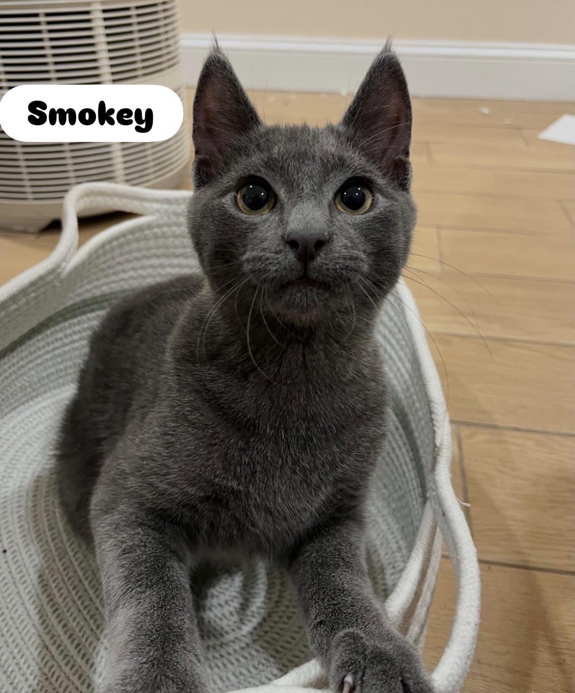 Smokey & Bandit ( Bonded Pair), a ADOPTABLE Domestic Short Hair in Staten island, NY image 2/5